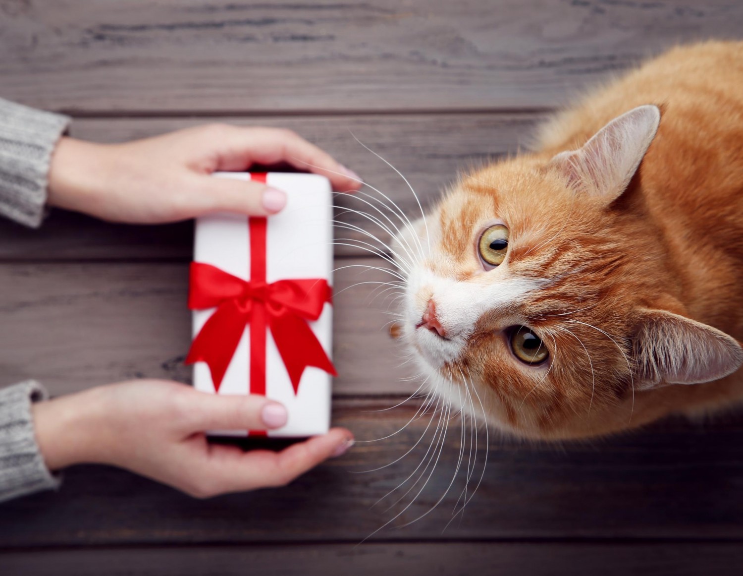 Holiday Image - Cat With Present