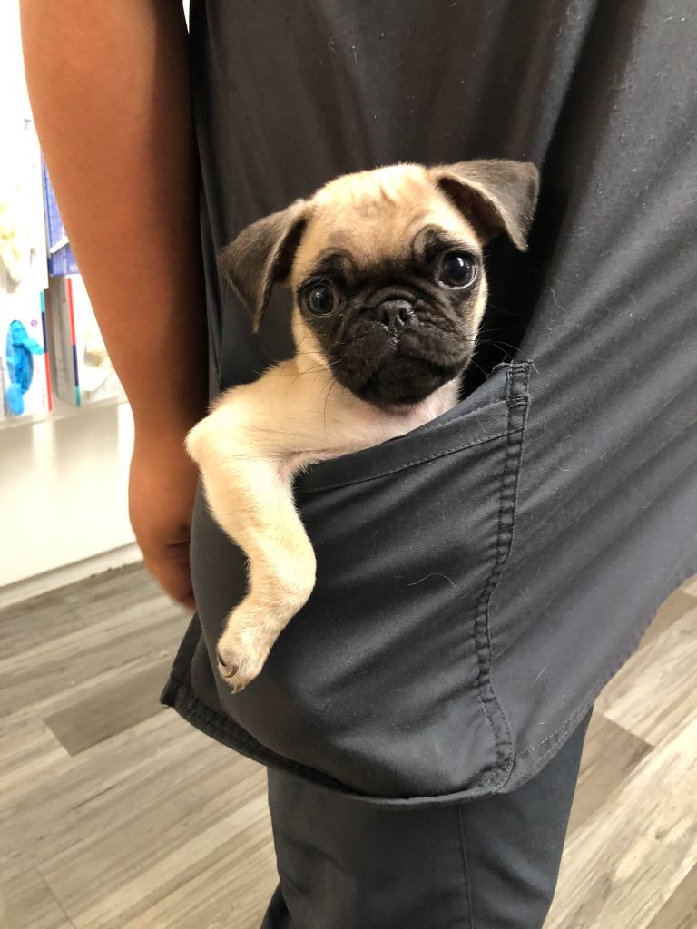 pug in a pocket